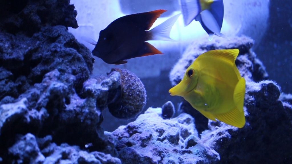 Fish exploring the reef