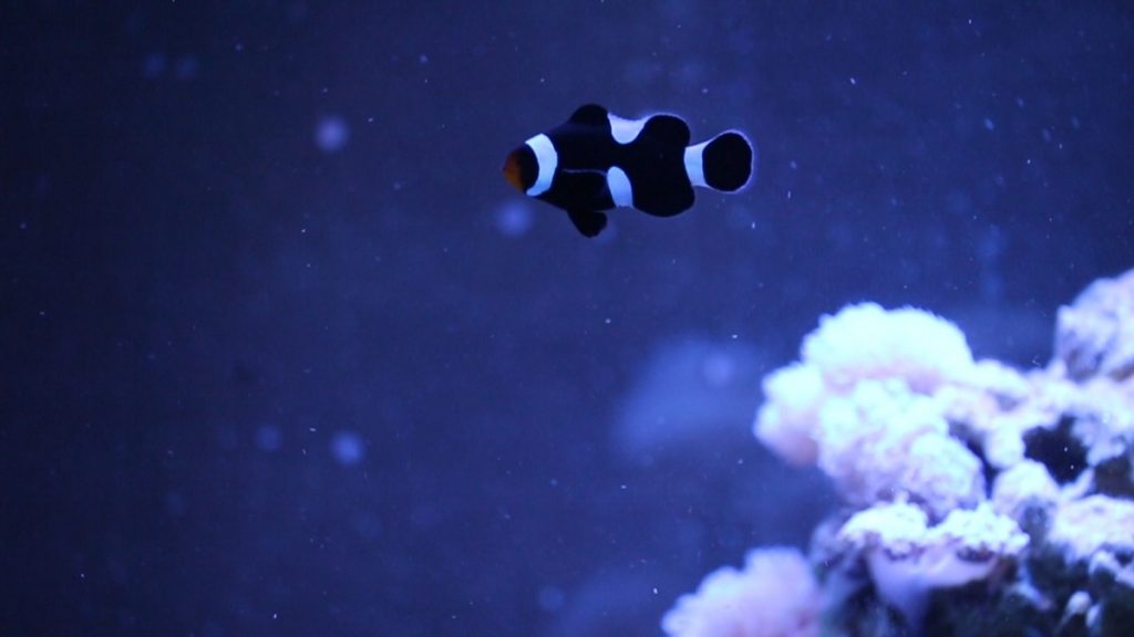 A closer look at a tank resident