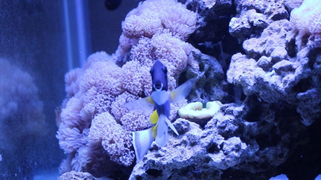 Powder blue tang facing forward among corals