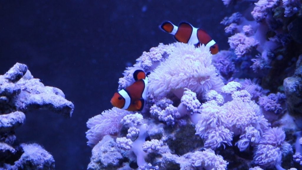 Life among the corals