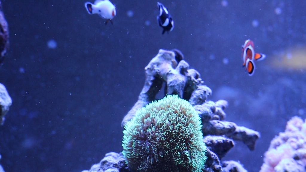 Clownfish swimming above green coral in the aquarium