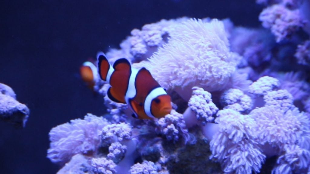 Clownfish in the aquarium