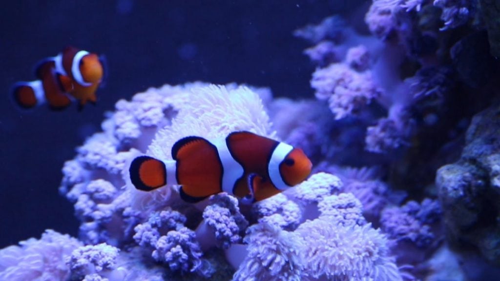 Another view of the clownfish