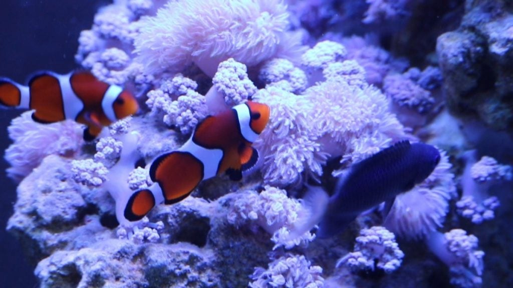 Neighbors in the reef
