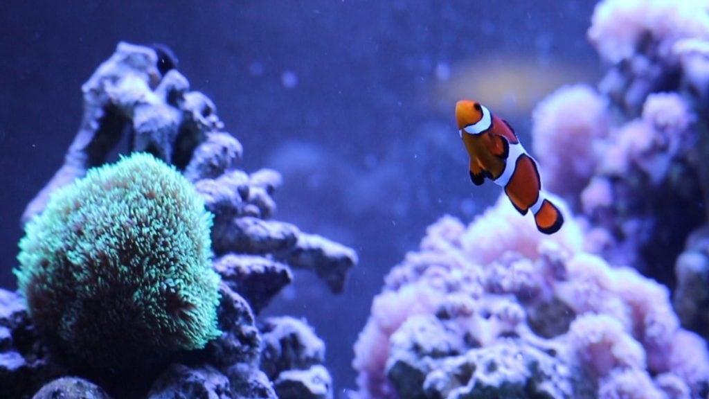 Clownfish beside green coral