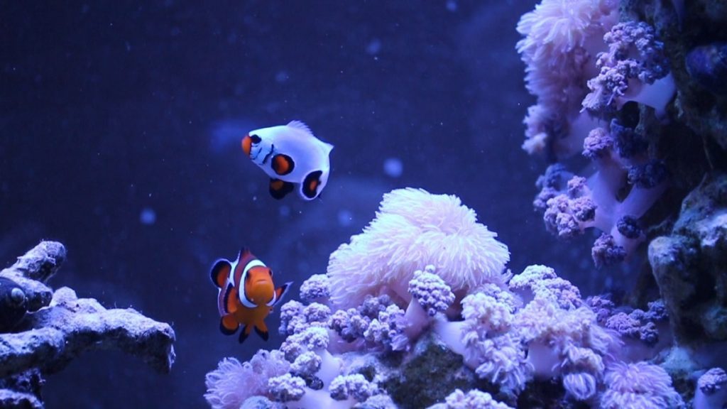 Contrasting colors in the reef
