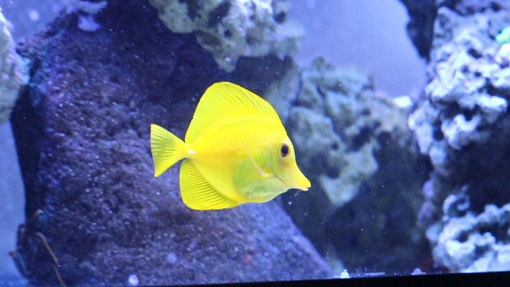 Yellow tang swimming beside blue-lit reef rock